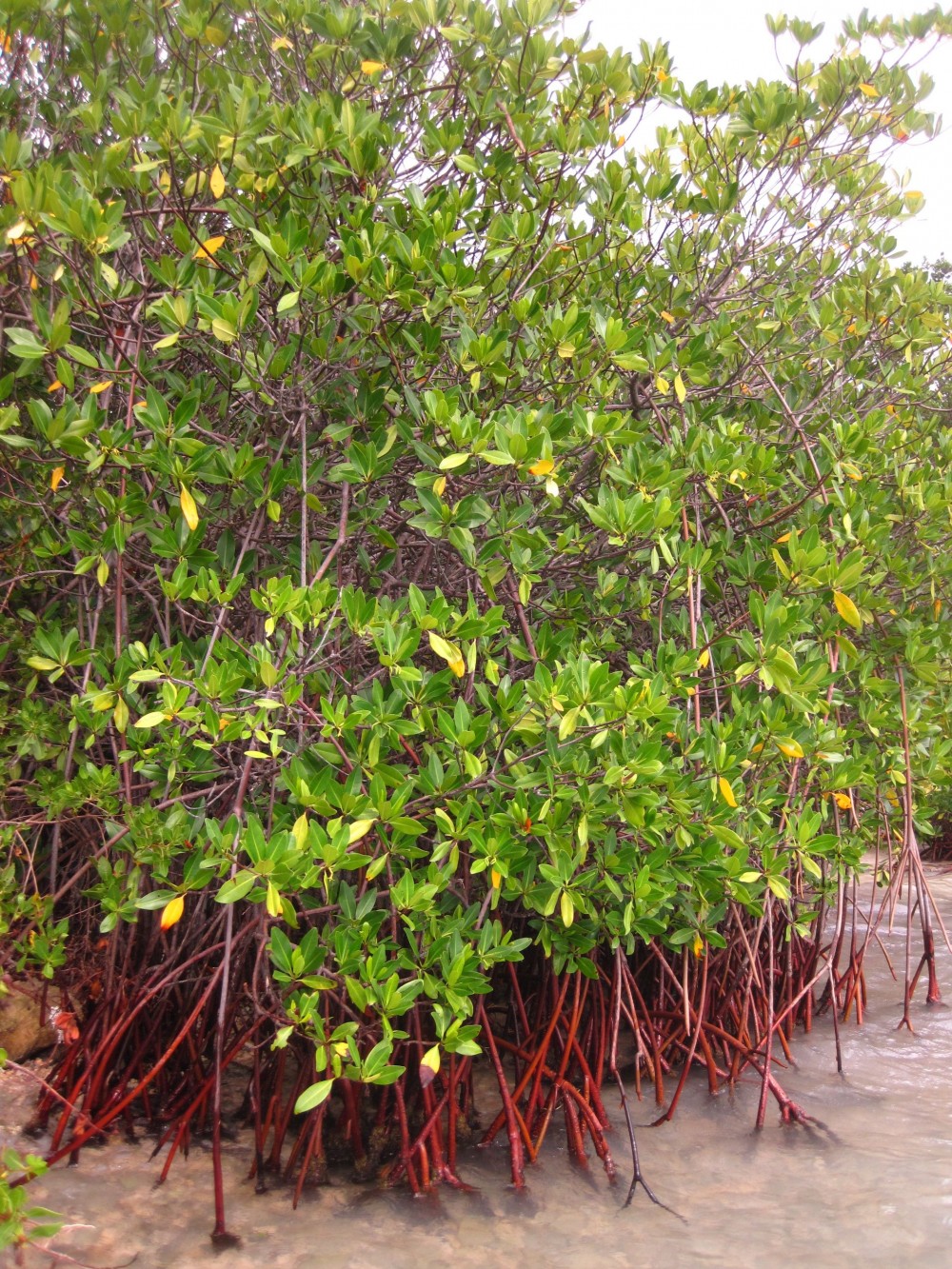 Red Mangroves6 - Elemental Solutions