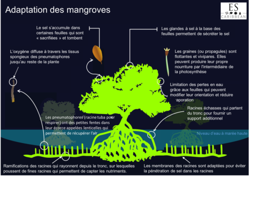 adaptations-mangroves ES Caribbean